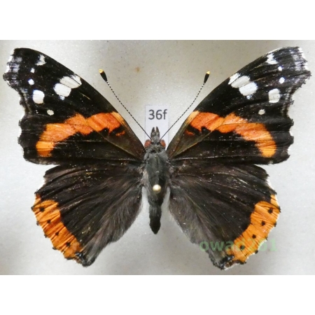 Vanessa atalanta (Linnaeus, 1758) Poland36f